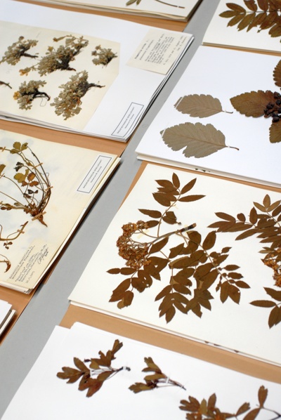 Herbarium BASBG